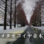 8K ドライブ / メタセコイヤ並木 滋賀県高島市マキノ町 / 撮影日2025年2月24日夕方 / 250226