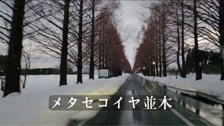 8K ドライブ / メタセコイヤ並木 滋賀県高島市マキノ町 / 撮影日2025年2月24日夕方 / 250226