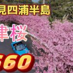 【HONDA S660】【DJINEO空撮】四浦半島河津桜祭りに行ってきたよ！　満開の桜、綺麗でした。