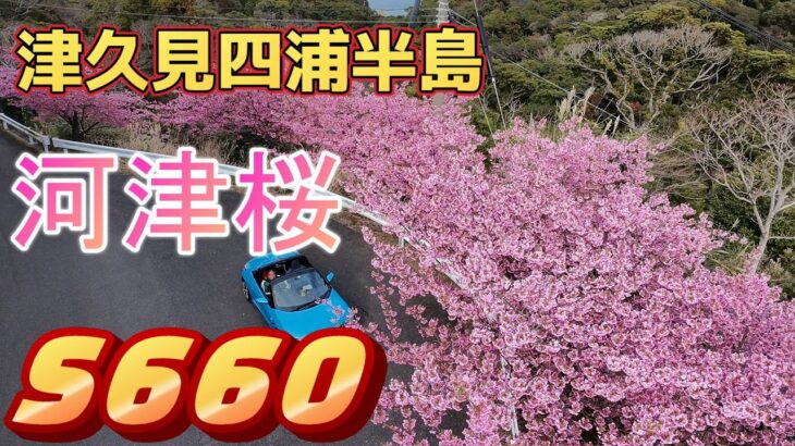 【HONDA S660】【DJINEO空撮】四浦半島河津桜祭りに行ってきたよ！　満開の桜、綺麗でした。