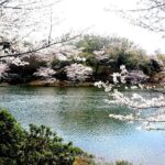 Kawasaki ZZR400👍️ライダーの休日【桜ツーリング 🌸神奈川県立三ツ池公園の桜が満開です】「日本のさくら名所100選」 78品種約1600本の桜