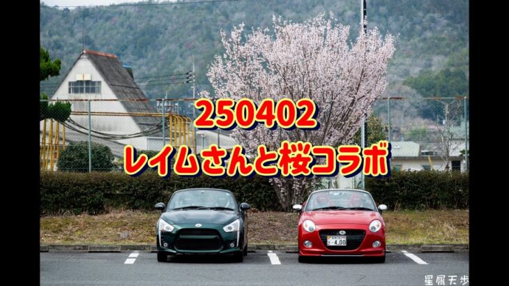 250402レイムさんと桜コラボ