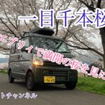 愛車スズキエブリィ「早朝の満開桜を見に行く！」