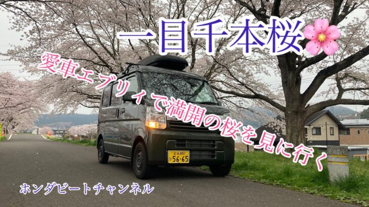 愛車スズキエブリィ「早朝の満開桜を見に行く！」
