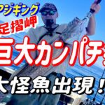 【怪魚】足摺岬で日本三大怪魚が！！