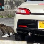 GRコペンを住処にするﾈｺﾁｬﾝに遭遇しました。