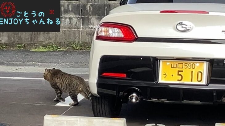 GRコペンを住処にするﾈｺﾁｬﾝに遭遇しました。