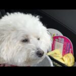 10/16 寒いけどオープン コペン通勤