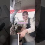 【アイちゃんのクルマ紹介】スズキ ラパン 内装編 #ラパン #スズキ #自動車  #軽自動車 #埼玉 #カーニバル #新車 #未使用車 #中古車 #久喜 #春日部 #上尾 #岩槻 #さいたま市