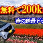 【2026年版】日産サクラで富山200kmドライブ！無料充電だけで行く「あさひ舟川 春の四重奏」が絶景すぎた